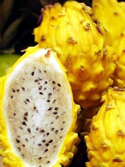 กิ่งชำ แก้วมังกรเหลืองโคลัมเบีย (Yellow Fruit Pitaya from Colombia) ตรงตามสายพันธุ์แท้ 100%