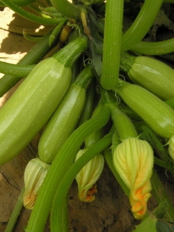ซูกินี่ เขียวหยก (Jade Green zucchini)