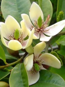 จำปีแขก