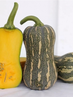 ฟักทอง บัตเตอร์นัท สีเขียว (Green Butternut Squash) OP