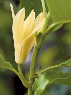 จำปี สีนวล