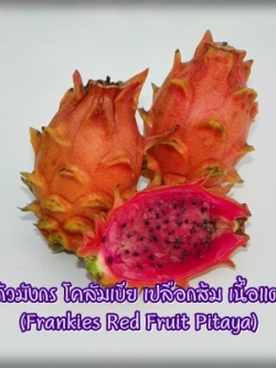 กิ่งชำ แก้วมังกรโคลัมเบีย เปลือกส้ม เนื้อแดง (Frankies Red Fruit Pitaya)