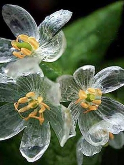 ดอกโครงกระดูก (Transparent Flower หรือ Diphylleia grayi flower) (เมล็ด)