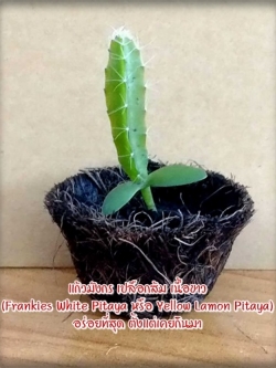 ต้นกล้า แก้วมังกร เปลือกส้ม เนื้อขาว (Frankies White Pitaya หรือ Yellow Lamon Pitaya) หายากมาก อร่อยที่สุดตั้งแต่เคยกินแก้วมังกรมา