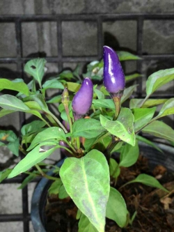 พริกคริสตัส สีม่วง (10 เมล็ด/ซอง)