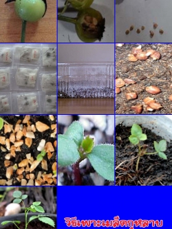 การขยายพันธุ์