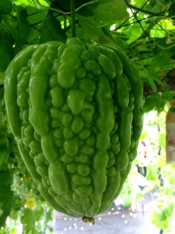 มะระหัวใจ (Valentine gourd)