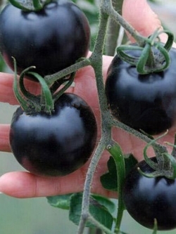 มะเขือเทศสีดำ - Black Tomato (เมล็ด OP)
