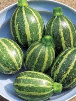 ซูกินี่ยูเครน ลาย (Zucchini from Ukraine)