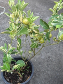 เลมอน ยูเรก้า-ด่าง (Eureka Lemon)