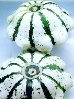 ฟักทองจานบินจิ๋ว ลายขาว-เขียว (เมล็ด)