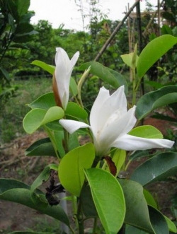 จำปี จีน หรือ จำปีปาตี้ (Pplatypetala)