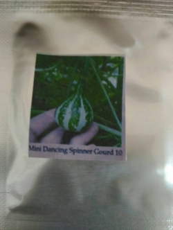 ฟักทองจิ๋วลาย (Mini Dancing Spinner Gourd)