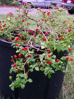 พริกเทพิน สีแดง (Tepin Red Pepper)