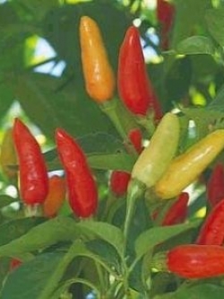 พริกขี้หนูส้ม-ดกมาก (10 เมล็ด/ซอง)