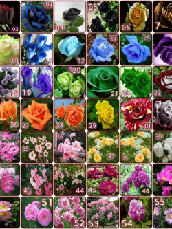 เมล็ดกุหลาบ (5 เมล็ด/ซอง) โปรฯ ซื้อ 4 แถม 1