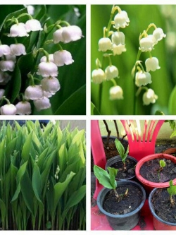 เมล็ด ระฆังแก้ว หรือ ลินลี่แห่งขุนเขา หรือ ทิงเกอร์เบล (Lily of the Valley)