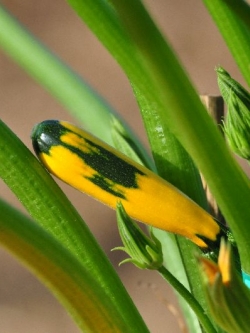 ซูกินี่ ลาย