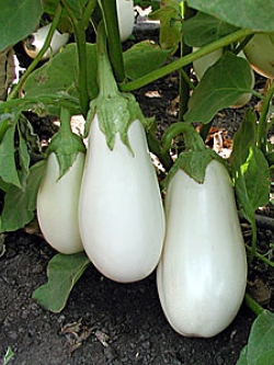 มะเขือขาว แคสเปอร์ - Casper Eggplant
