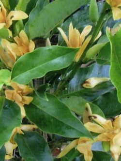 จำปาอินโด หรือ จำปาแคระ