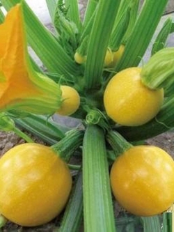 ซุกินี่พวง ทอง (Golden Ball Zucchini)
