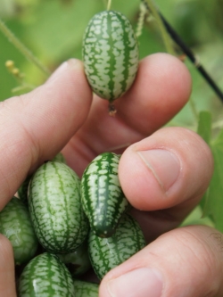 แตงกวาจิ๋ว เม็กซิกัน (Mexican sour gherkin)