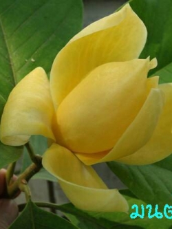 มนต์จำปา