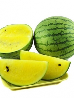 แตงโมจิ๋วลูกกลม สีเหลือง (OP)