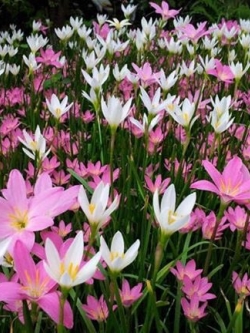 บัวดิน มีทั้งของในประเทศ และนอกประเทศ (มีทั้งราคาเป็นชุด และ ราคาต่อ 1 หัว เลือกชมได้เลยนะคะ)