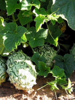 แตงกวา หนาม