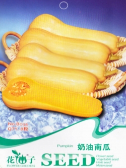 ฟักทอง บัตเตอร์นัท (Butternut Sqash)