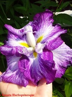 หัวดอกไอริส สายพันธุ์ญี่ปุ่น (บ่มตาดอก พร้อมปลูกแล้วได้ดอกทันที)