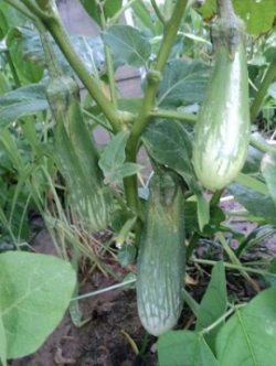 มะเขือไข่แพะ ลาย