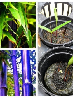 ไผ่สีม่วง (Bamboo purple)