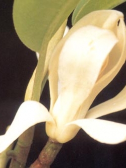 จำปีสิรินธร