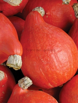 ฟักทอง กลมแดง (เมล็ด)