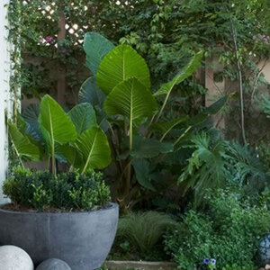 ต้นไม้มงคล ต้นไม้ฟอกอากาศ ไม้ประดับ