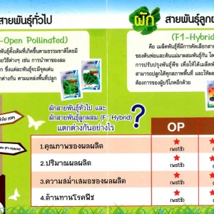 เมล็ดพันธุ์ OP กับ F1 คืออะไร? และ แตกต่างกันอย่างไร?