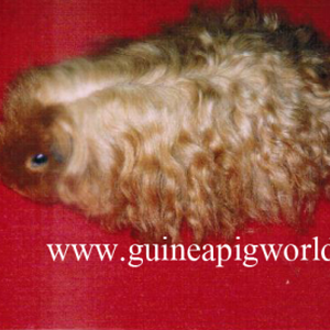 เท็กเซล