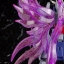 HGBF 1/144 DENIAL GUNDAM[BANDAI]