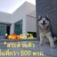 HR3067 บ้านพักชะอำ บ้านเลิฟลี่เพ็ท พูลวิลล่า ( บ้านพัก สำหรับ คนรักน้องหมา )