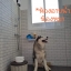 HR3067 บ้านพักชะอำ บ้านเลิฟลี่เพ็ท พูลวิลล่า ( บ้านพัก สำหรับ คนรักน้องหมา )
