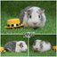 TM0821 Teddy/ผู้/โบรกเค่นซิลเวอร์อกูติ/พ่อแม่นำเข้า/โครงสร้างดี/โตขึ้นหล่อมาร์คดัชน่ารักกินเก่งน่ารักแข็งแรง/ราคา3,800(ปกติ6,800)ชอบโอนจองก่อนได้ก่อนทักไลน์ gasbyworld แจ้งข้อความน้องพร้อมย้ายบ้านค่ะ