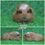AM0822 Crested/ผู้/เรดแคลิฯ/หล่อน่ารักกินเก่งน่ารักแข็งแรง/ราคา3,500(ปกติ4,800)ชอบโอนจองก่อนได้ก่อนทักไลน์ gasbyworld แจ้งข้อความน้องพร้อมย้ายบ้านค่ะ