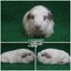 CTM0826 Crested/ผู้/Himalayan/อายุครบเดือนพร้อมย้ายบ้าน/ขนซาตินเงาวิบวับ/น่ารักกินเก่งน่ารักแข็งแรง/ราคา2,000(ปกติ3,800)ชอบโอนจองก่อนได้ก่อนทักไลน์ gasbyworld แจ้งข้อความน้องพร้อมย้ายบ้านค่ะ